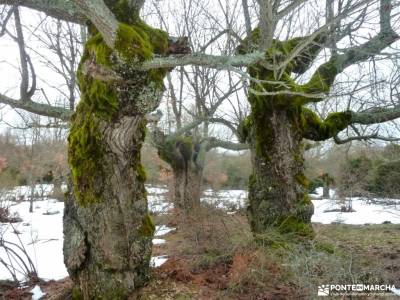 Acebos y Enebral de Prádena; rey de patones velas pedraza parque natural de grazalema